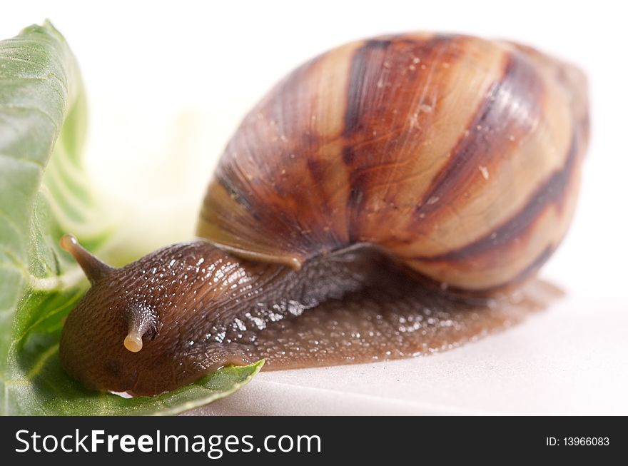 Close up shot of live snail isolated on white background. Close up shot of live snail isolated on white background