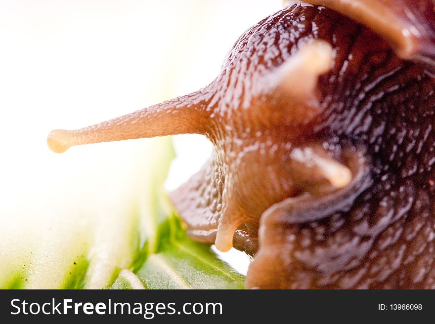 Close up shot of live snail isolated on white background. Close up shot of live snail isolated on white background