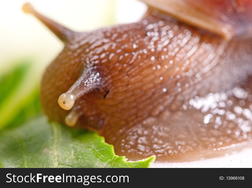 Close up shot of live snail isolated on white background. Close up shot of live snail isolated on white background