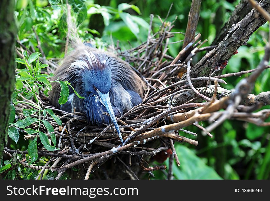 A little blue heron sitting on her nest of eggs. A little blue heron sitting on her nest of eggs.