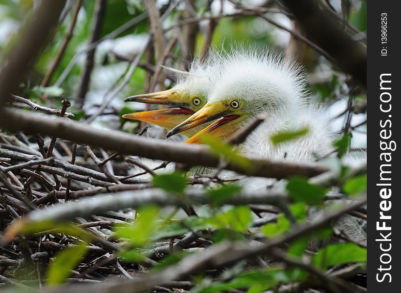 Twin Egret Chicks