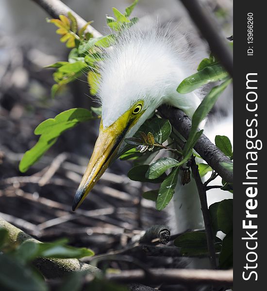 A juvenile great white egret stretching his neck over a branch near his nest. A juvenile great white egret stretching his neck over a branch near his nest.