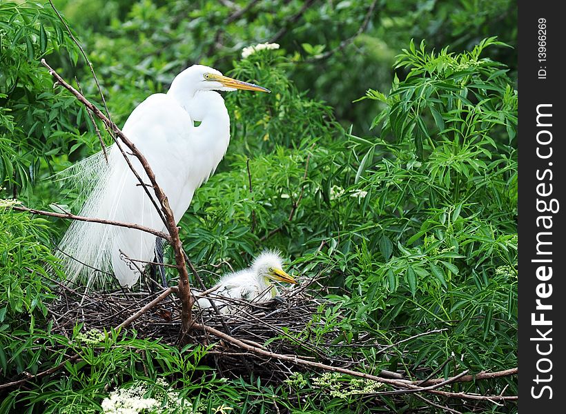 A mother great white egret standing watch over the chick in their nest. A mother great white egret standing watch over the chick in their nest.