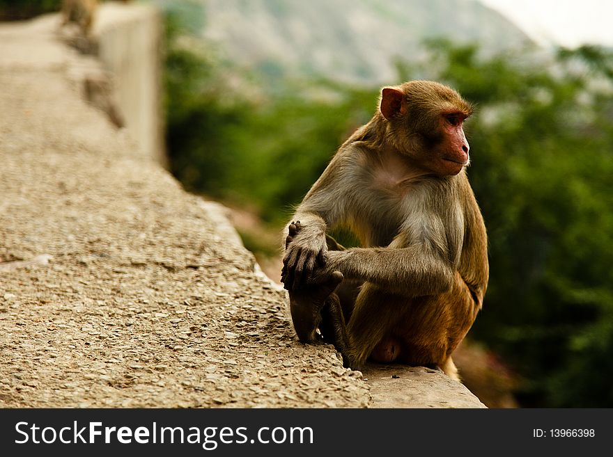 An Asian Macaque monkey sitting on a stone wall.