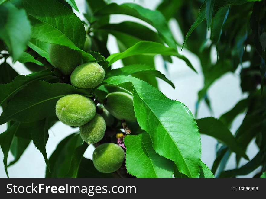 Small peaches growing on tree. Small peaches growing on tree