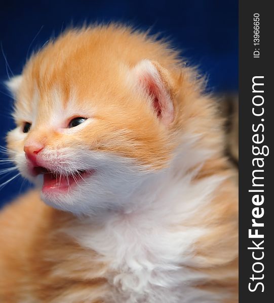 Red kitten on a blue background