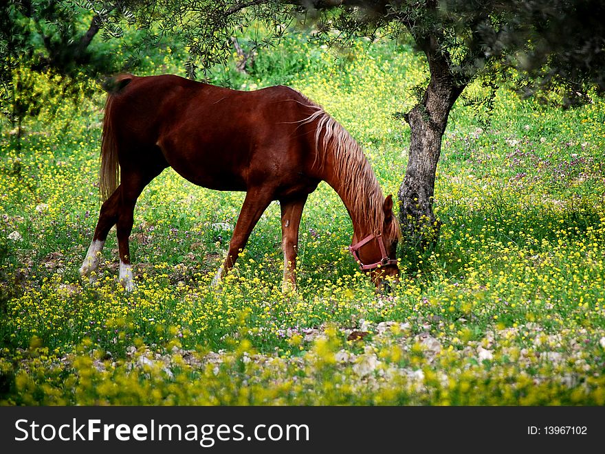 Horse eating in a paddock with flowers in Jerusalem, Israel. Horse eating in a paddock with flowers in Jerusalem, Israel.