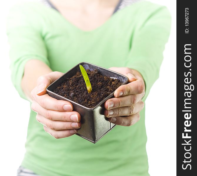 Female holding pot with early Aloe Vera plant. Female holding pot with early Aloe Vera plant