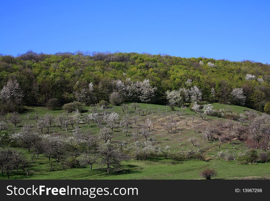 Spring landscape, meadow with trees in bloom