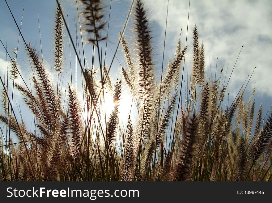 Tall spikes of grass glisten with sun in background. Tall spikes of grass glisten with sun in background