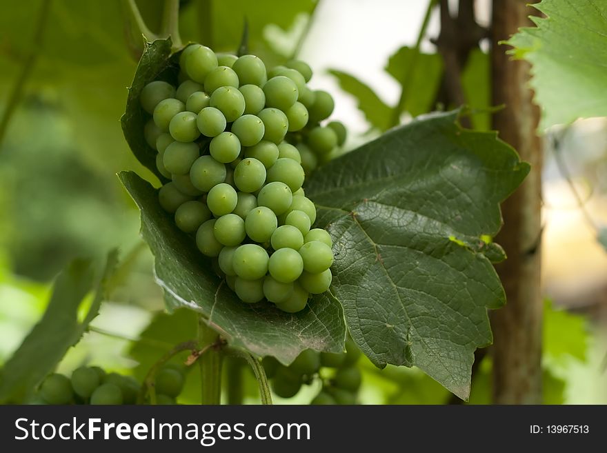 Cluster Of White Grapes
