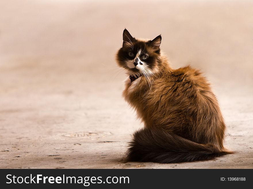 Brown cat posing on a sidewalk. Brown cat posing on a sidewalk.