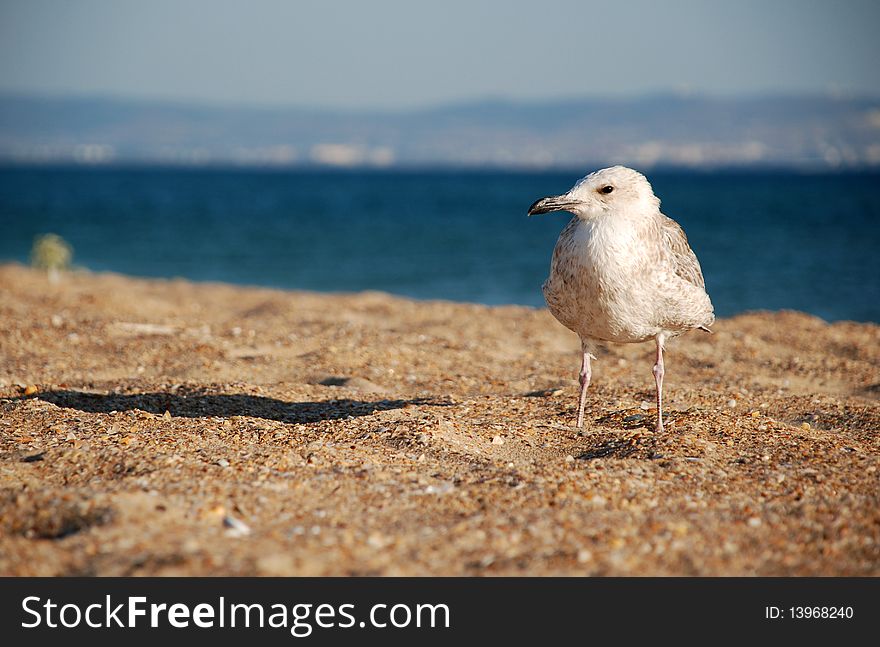 The seagull on sand, nature, ocean