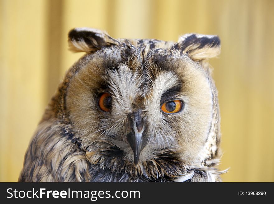 Long-eared Owl