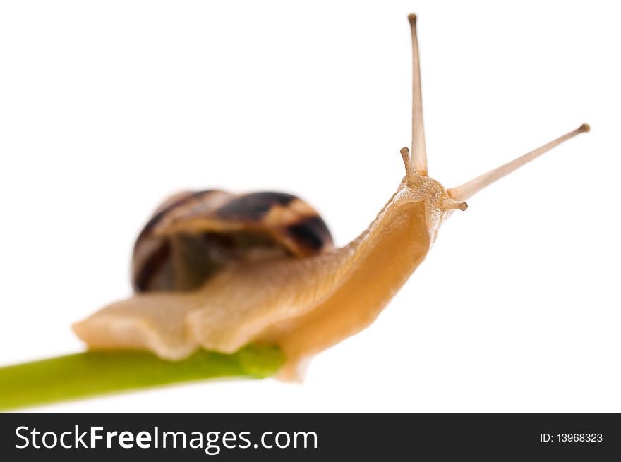 Big garden snail isolated on a white background