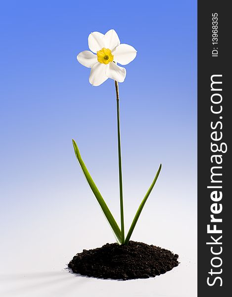 Beautiful springtime narcissus white on a blue background