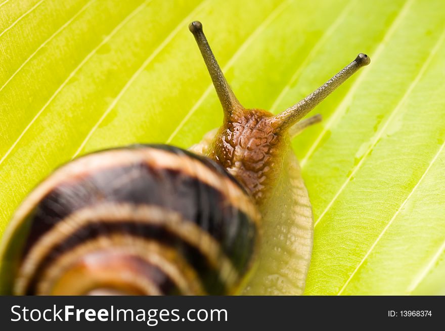 Big garden snail on a leaf background