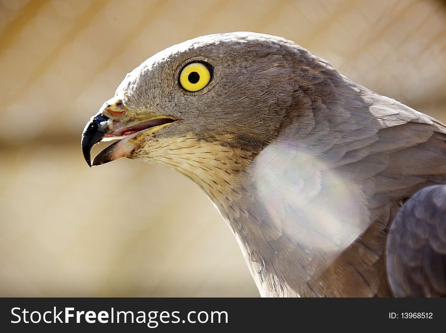 Close-up of Northern Goshawk in a zoo