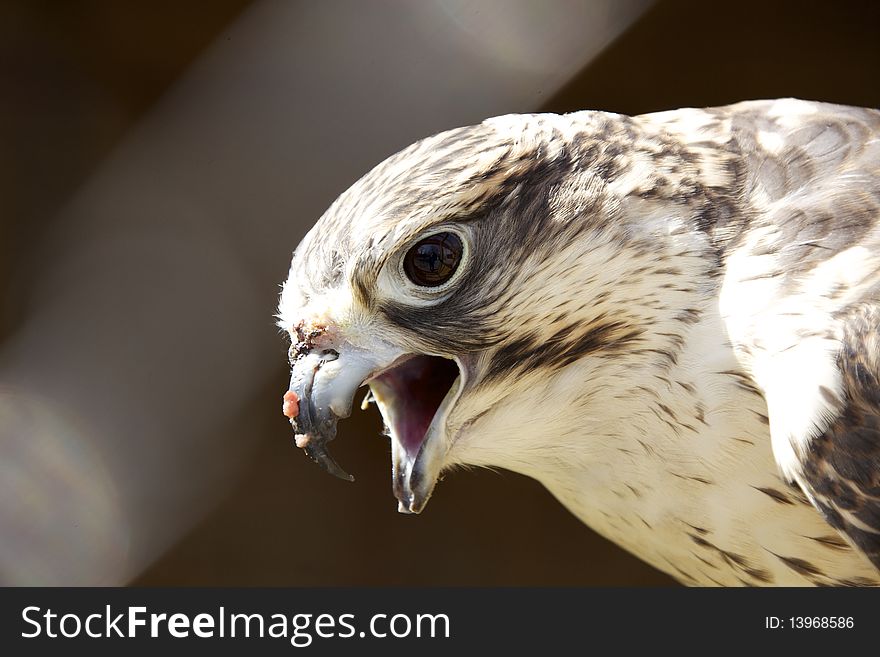 Close-up of Golden Eagle in a zoo