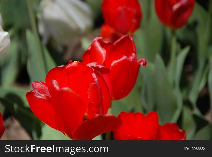 Waxy red and white tulips in the sunlight closeup. Waxy red and white tulips in the sunlight closeup