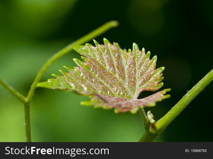 Branch of grape vine on blue background