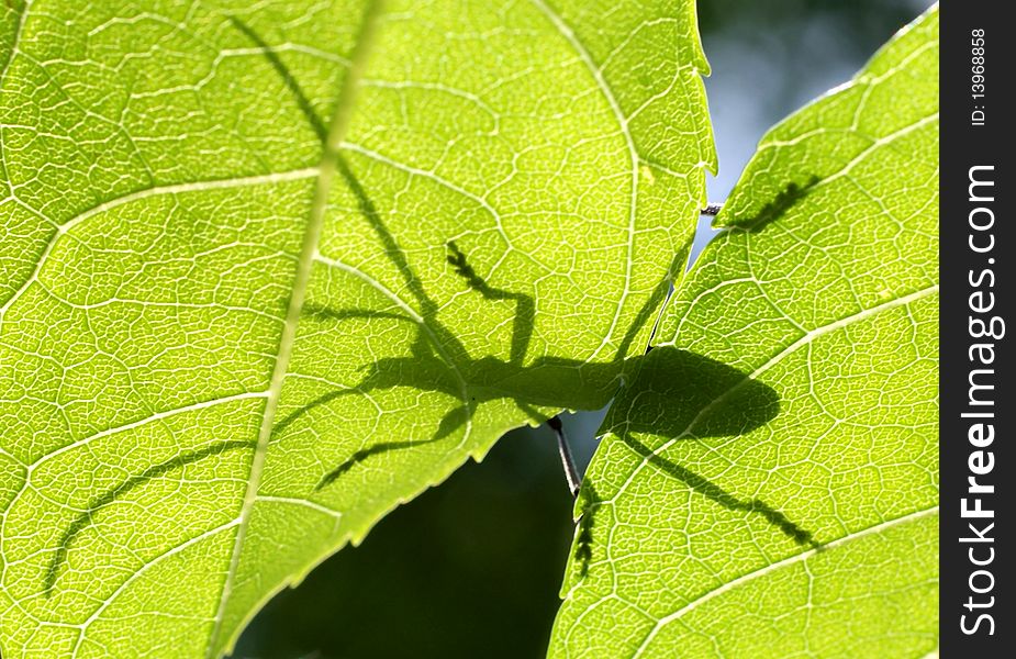 The bug sit on a letter in sunshine. The bug sit on a letter in sunshine