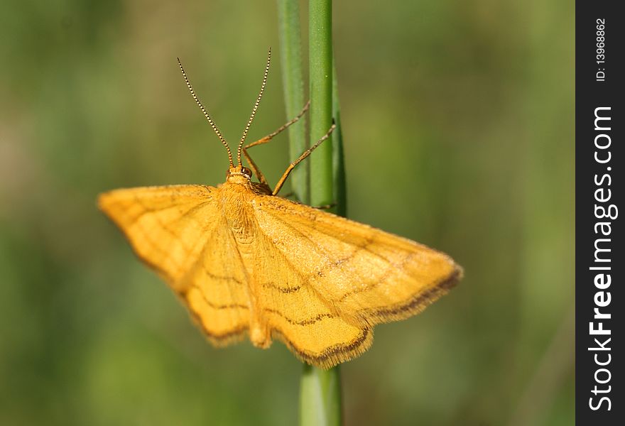 Butterfly cling to a grass in meadow. Butterfly cling to a grass in meadow