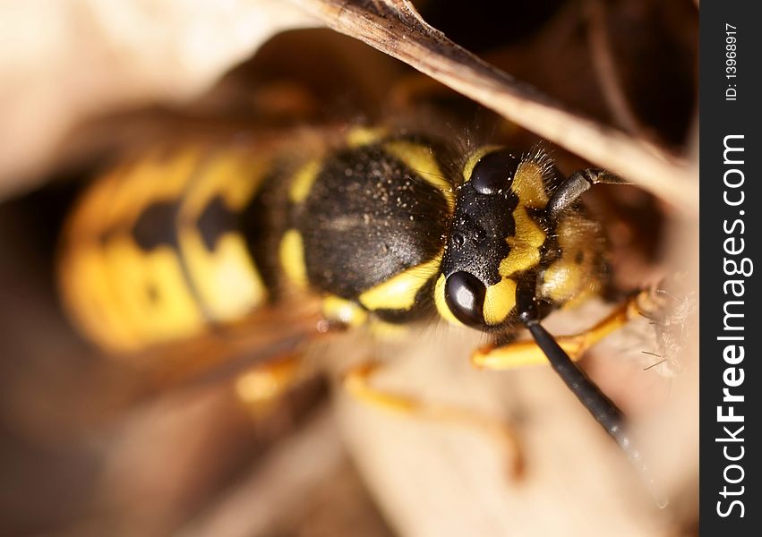 German wasp creep in the moorland. German wasp creep in the moorland