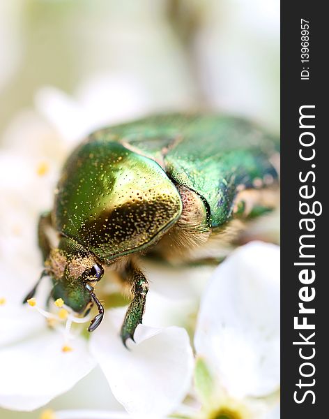 Zöld bug enni a virág az erdészeti. Zöld bug enni a virág az erdészeti