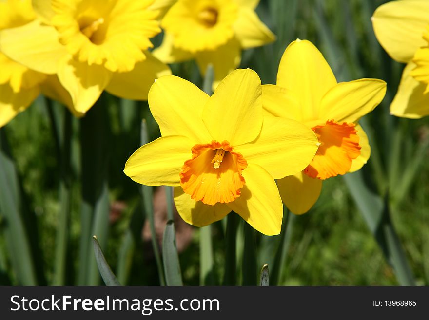 Daffodils blooming in early spring in a park