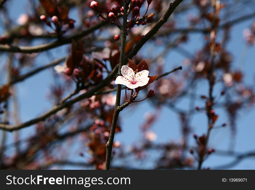 Pink flowers on a cherry tree with blue sky in the background