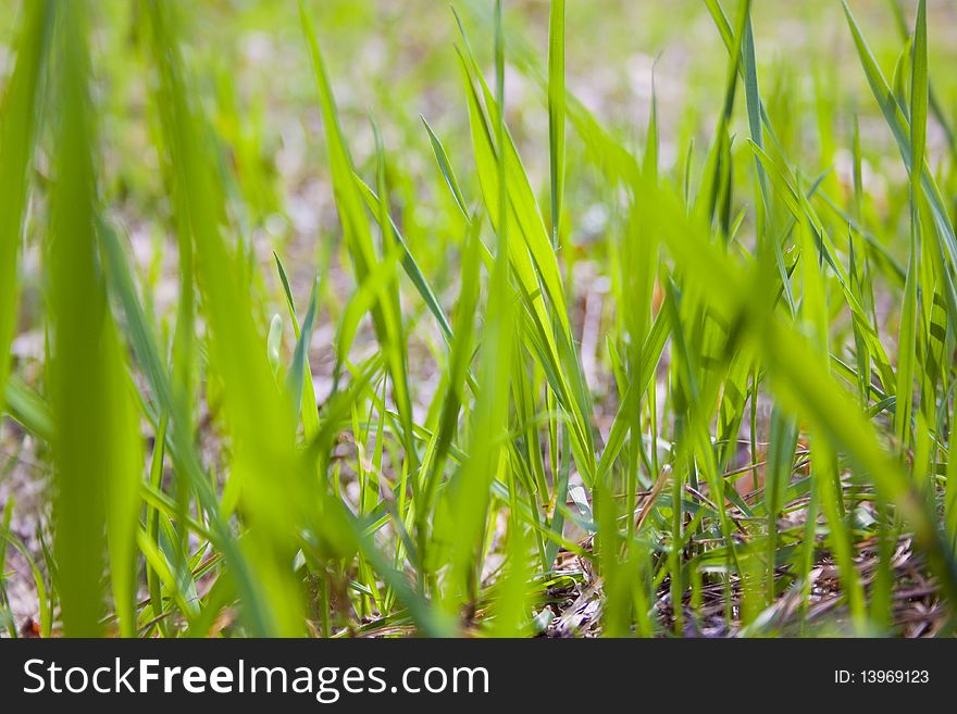 Texture of grass for your design
