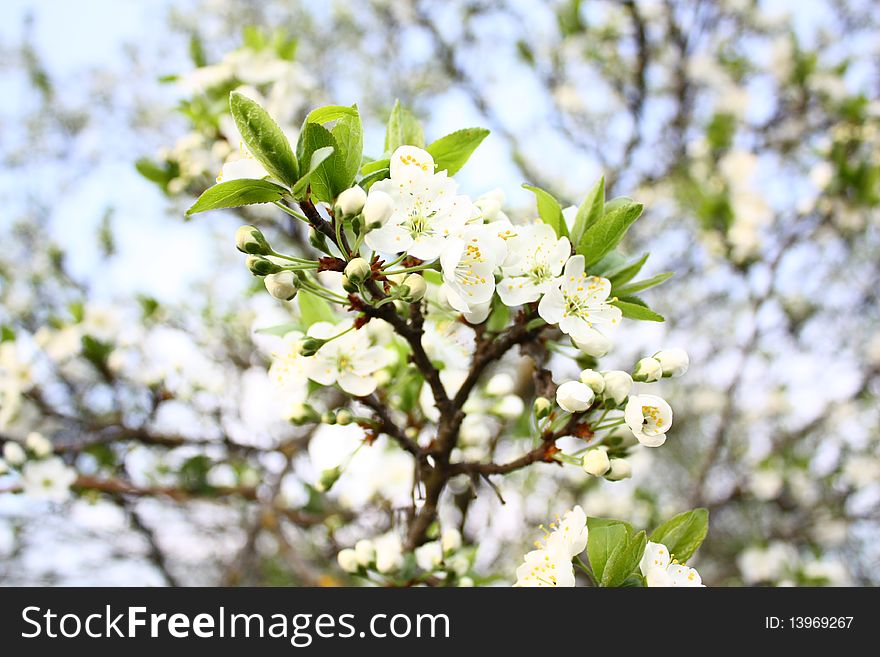 Blossoming trees on the blue sky background. Blossoming trees on the blue sky background.