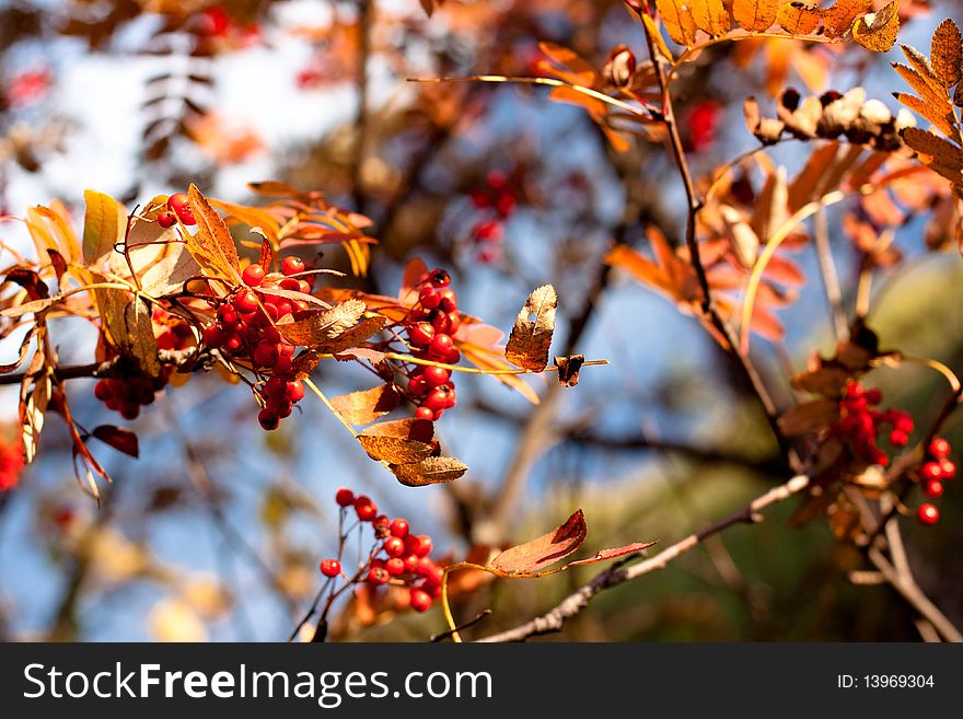 Golden fall leaves and red ashberrys. Golden fall leaves and red ashberrys