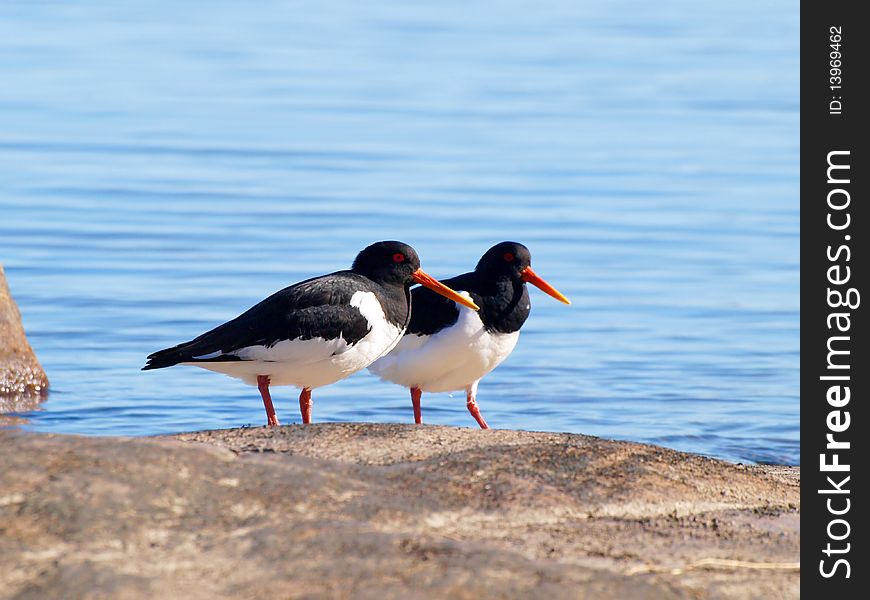 Couple of oystercatchers, from the family Haematopodidae, on a mountain next to the blue sea in the background
