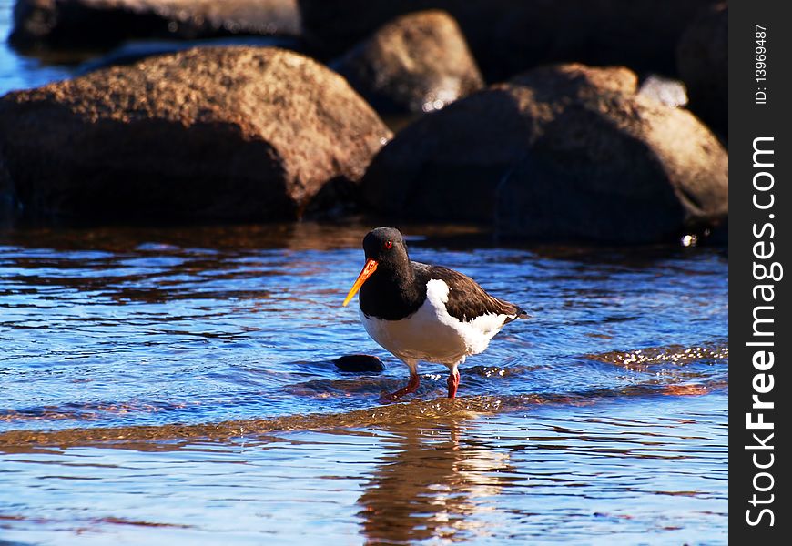 Oystercatcher, from the family Haematopodidae, wading for food in the blue sea water