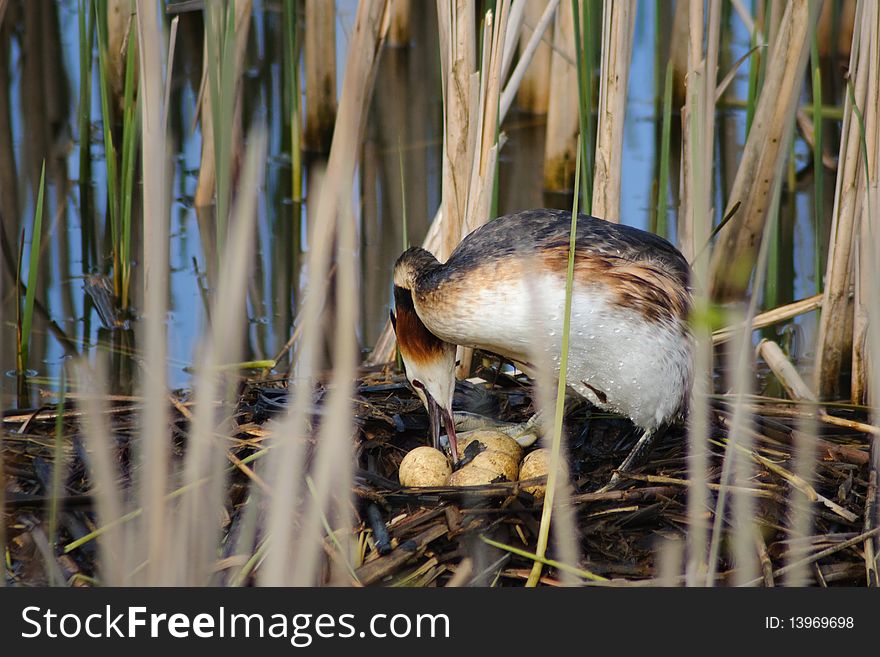 Nesting female great crested grebe (Podiceps Cristatus) standing on her nest, positioning the eggs. The nest is hidden in reed. Nesting female great crested grebe (Podiceps Cristatus) standing on her nest, positioning the eggs. The nest is hidden in reed.