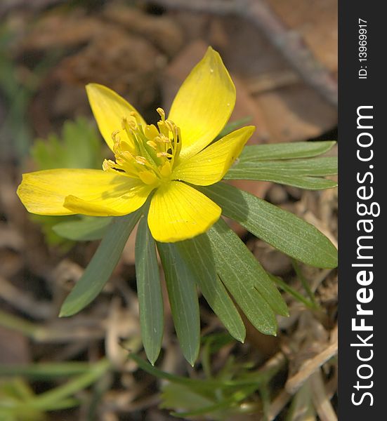 Yellow blossom with peaked leaves  in the forest