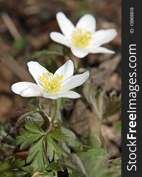 Whitewash blossom with peaked leaves in the forest. Whitewash blossom with peaked leaves in the forest