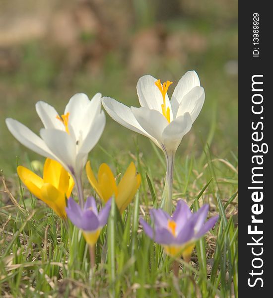 Blue, white and yellow crocuses on green meadow