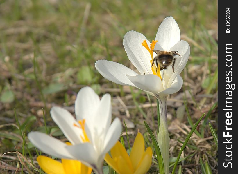 An insect crawls into a white crocus blossom