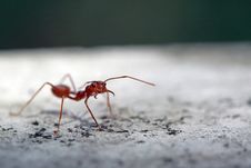 Red Ant Royalty Free Stock Photography