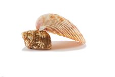 Shells 2665 Stock Image