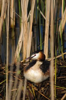 Crested Grebe On Nest Stock Photo Crested Grebe On Nest Stock Photo