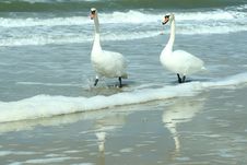 Two Swans Go On A Beach Among Waves Stock Photos Two Swans Go On A Beach Among Waves Stock Photos