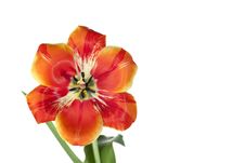 Tulip Royalty Free Stock Images Tulip Royalty Free Stock Images