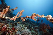 Coral And Fish Stock Photos Coral And Fish Stock Photos