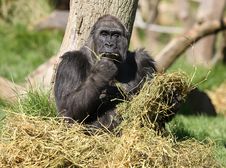 Female Gorilla Relaxing Royalty Free Stock Photography