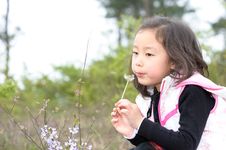 Asian Girl And Dandelion Royalty Free Stock Image Asian Girl And Dandelion Royalty Free Stock Image