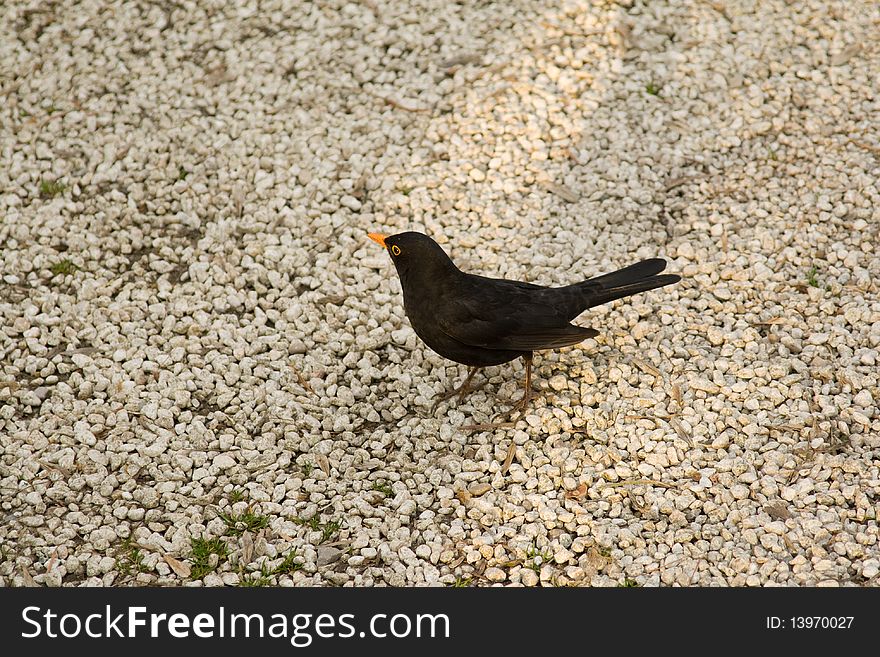 View of a small black bird standing on sand. View of a small black bird standing on sand